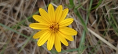 Aspilia montevidensis