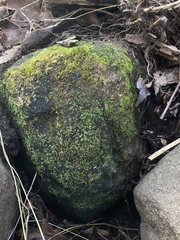 Fissidens bryoides