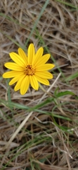 Aspilia montevidensis