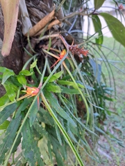 Acanthostachys strobilacea