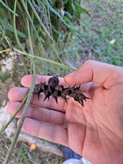Acanthostachys strobilacea