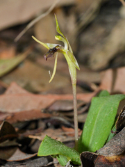 Chiloglottis diphylla