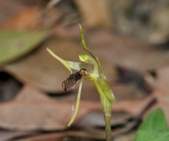 Chiloglottis diphylla
