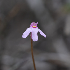 Utricularia tenella