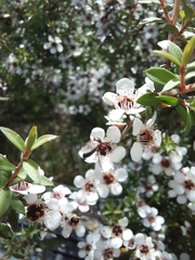 Dilophus nigrostigma