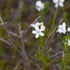 Orianthera serpyllifolia