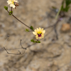 Goodenia trinervis