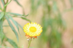 Xerochrysum