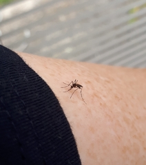 Culicidae