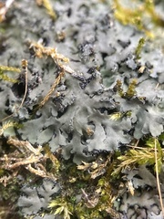 Phaeophyscia