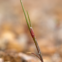 Centrolepis aristata