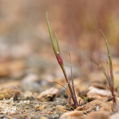 Centrolepis aristata