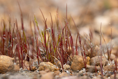 Centrolepis aristata