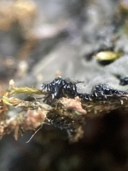 Phaeophyscia