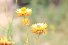 Xerochrysum
