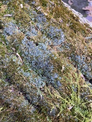 Phaeophyscia