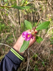 Melastoma malabathricum