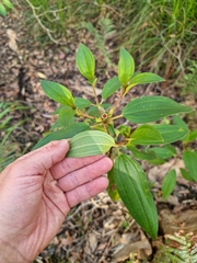 Melastoma malabathricum