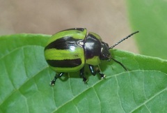 Chrysomelinae