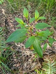 Melastoma malabathricum