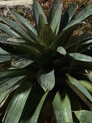 Vriesea gigantea