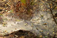 Aglaoctenus lagotis