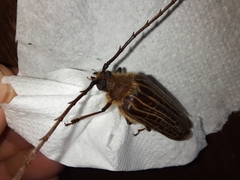 Prionoplus reticularis