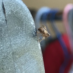 Danepteryx