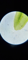Orthotrichum pusillum