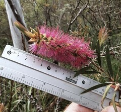 Melaleuca megalongensis