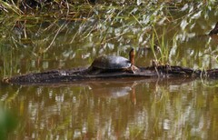 Rhinoclemmys funerea