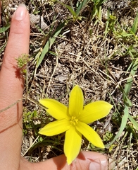 Zephyranthes americana
