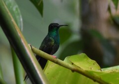 Chalybura urochrysia