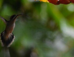 Phaethornis longirostris