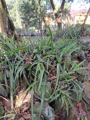 Quesnelia liboniana