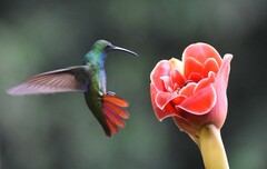 Anthracothorax prevostii