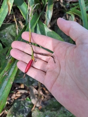 Quesnelia liboniana