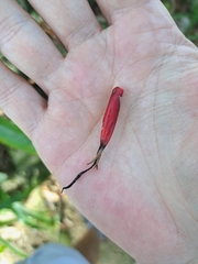 Quesnelia liboniana