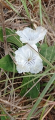 Ruellia morongii