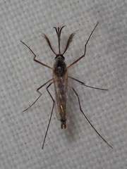 Aedes triseriatus