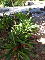 Aechmea pectinata