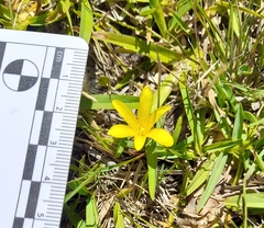 Zephyranthes americana