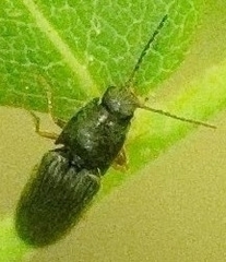 Limonius quercinus