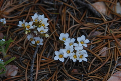 Linanthus killipii