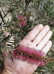 Melaleuca megalongensis