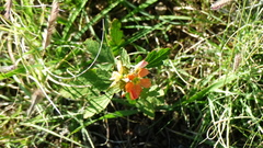 Sphaeralcea incana