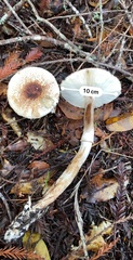 Leucoagaricus flammeotinctoides