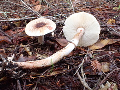 Leucoagaricus flammeotinctoides
