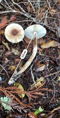 Leucoagaricus flammeotinctoides