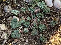 Erodium texanum